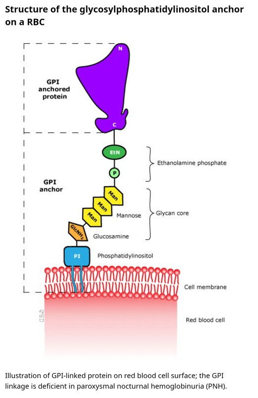 Gpi-rbc
