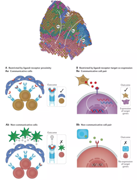 单细胞+空间转录组的整合分析方法总结-5.png