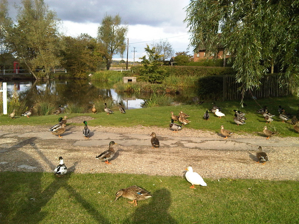 Duck-pond.jpg