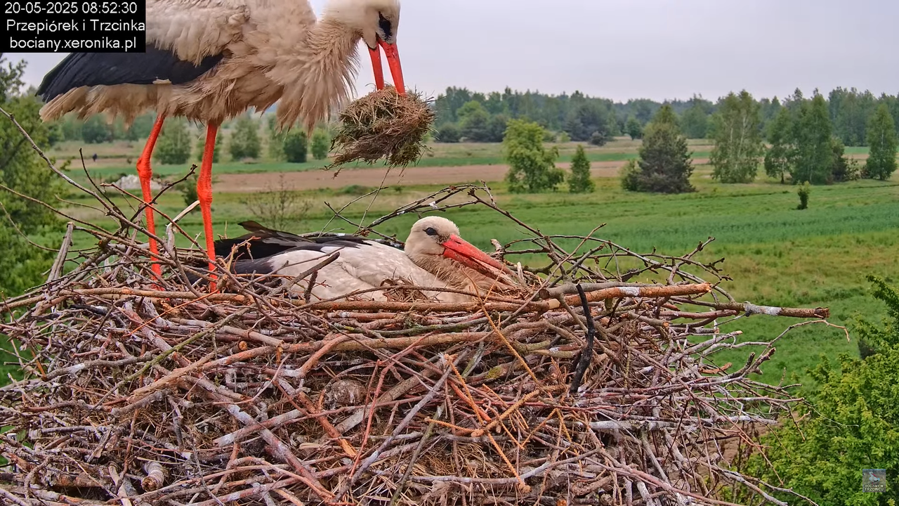 20052025bociany15