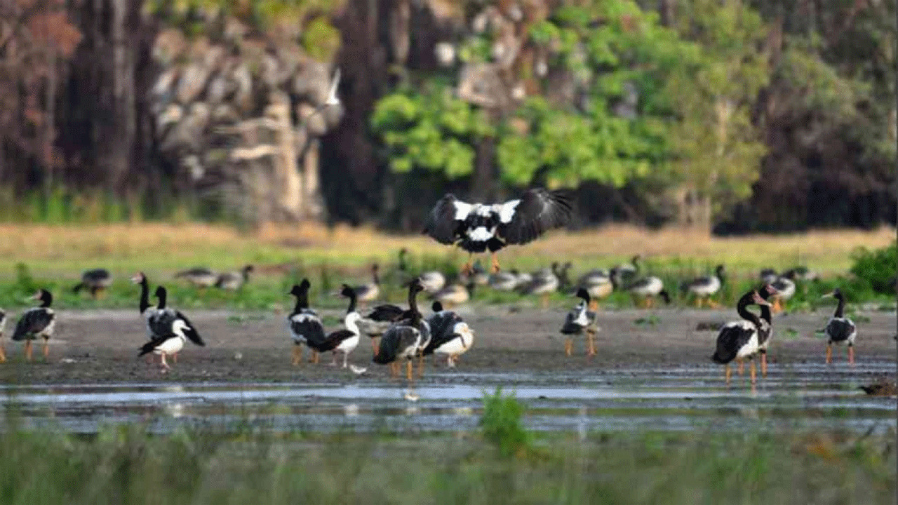 Taman Nasional Wasur: Keajaiban Lahan Basah Papua yang Memukau