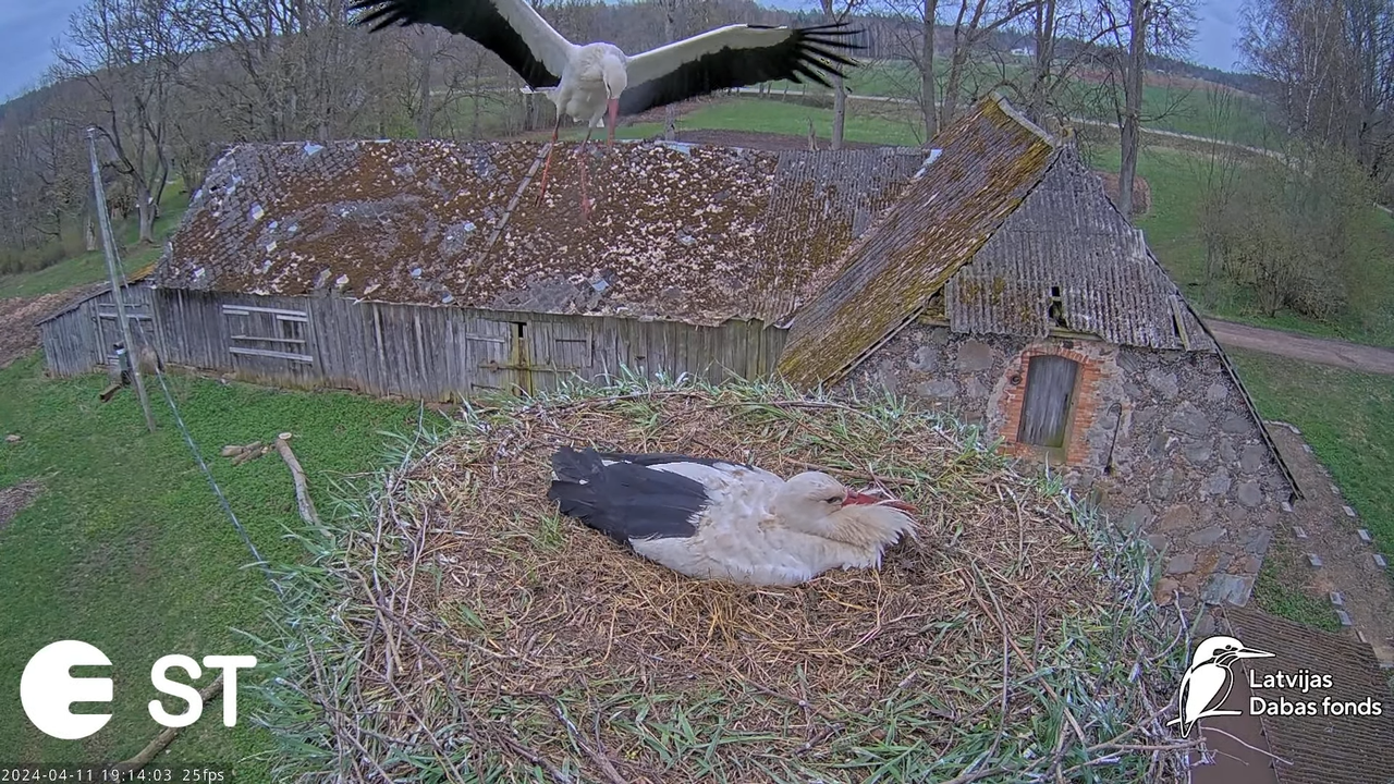 Baltie stārķi (Ciconia ciconia) Tukuma novadā - LDF tiešraide __ White storks in Tukums, Latvia 12-5