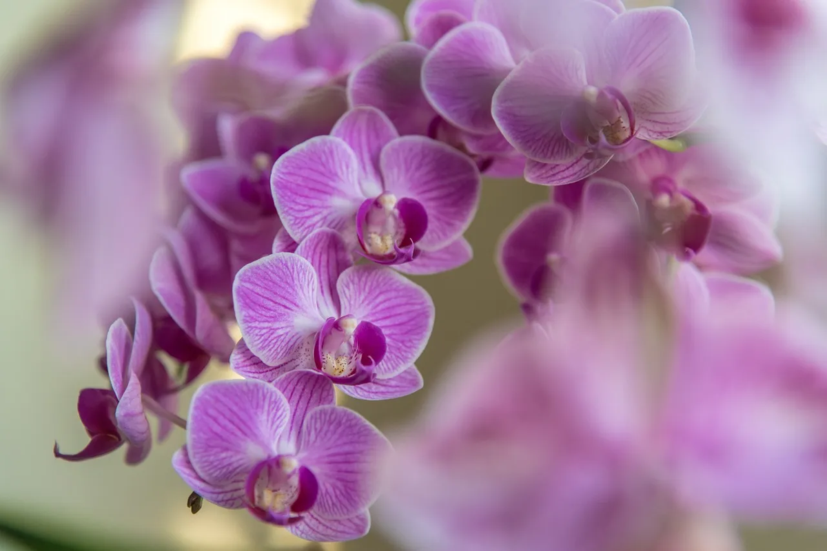 Con este truco de jardinería, tus orquídeas tendrán un brillo saludable