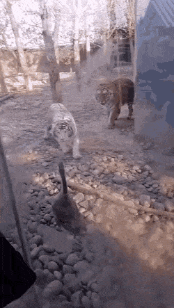 GIFs-11
