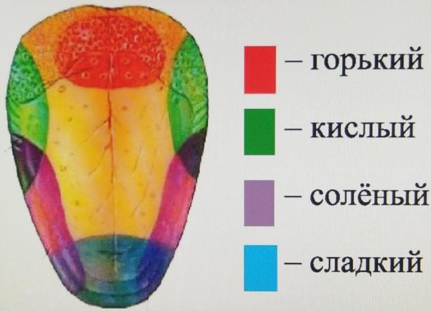 Секреты самого гибкого органа человеческого тела - интересные факты о языке Секреты самого гибкого органа человеческого тела - интересные факты о языке