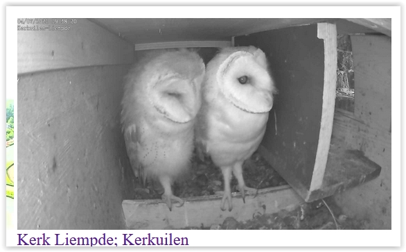 Screen Shot 07-04-21 at 07.48 PM