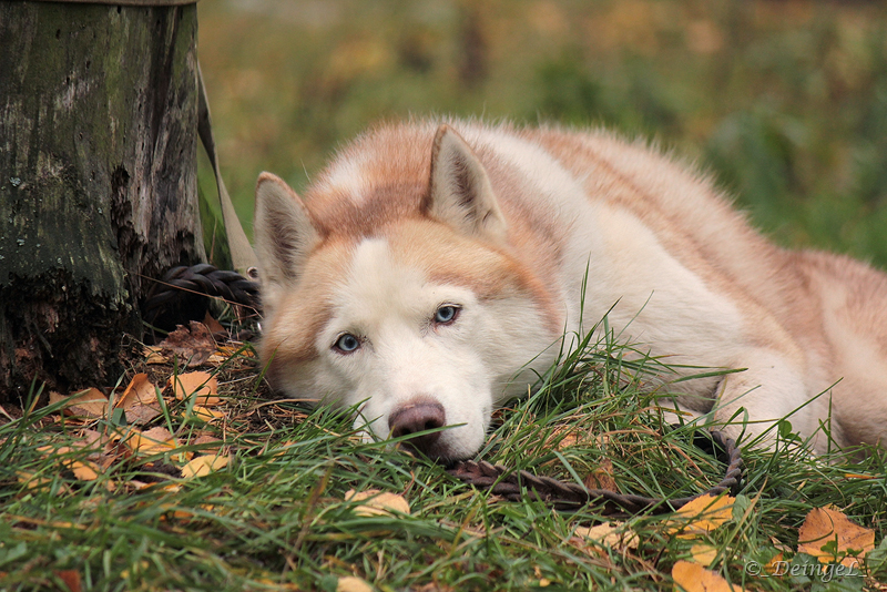 ginger-wolf-by-diengel-dog-stock-fullview.jpg