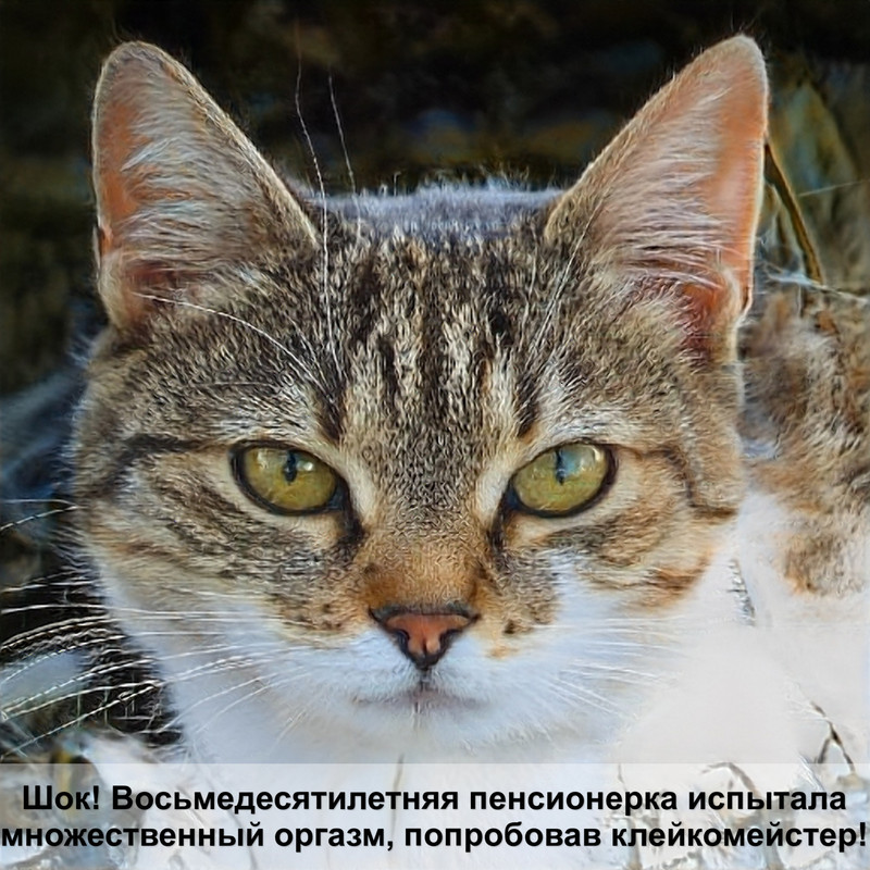 кошка британка голубой окрас