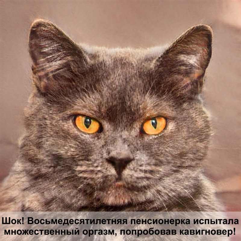 злая кошка фото