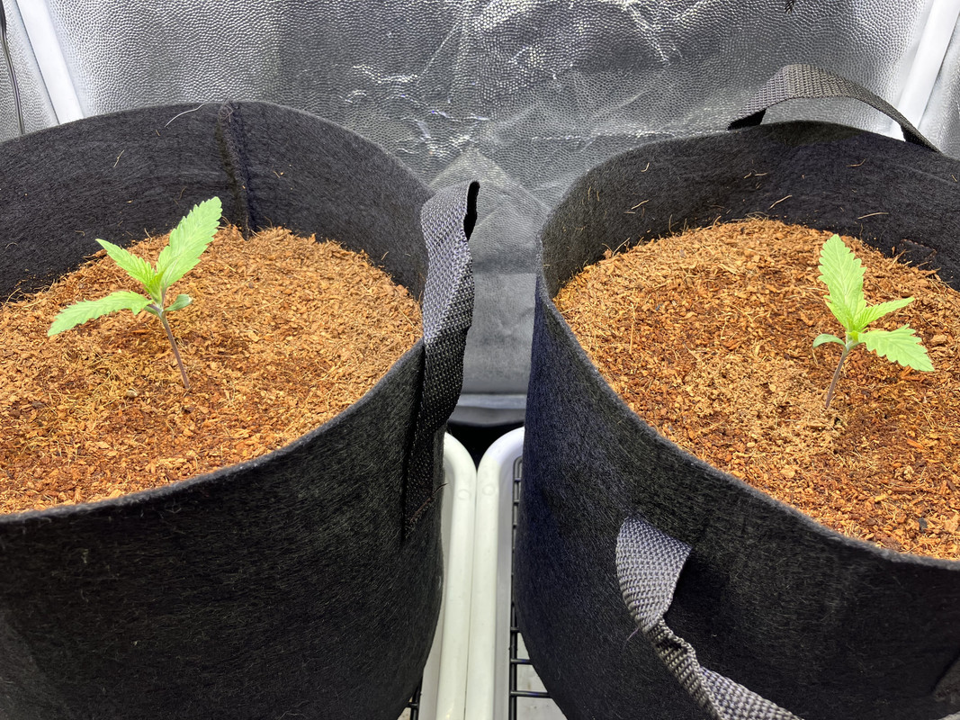 cIMG_1228(marzo 20  2023)