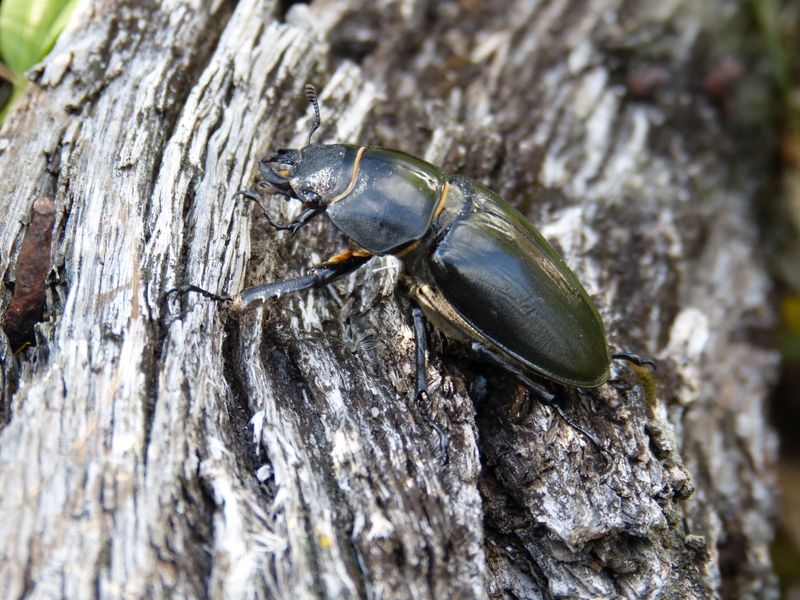 2014-06-22 Hirschkäfer2