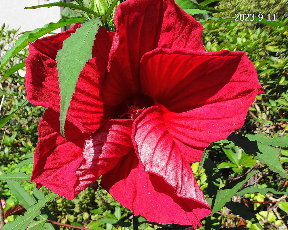 močvirc princes laura