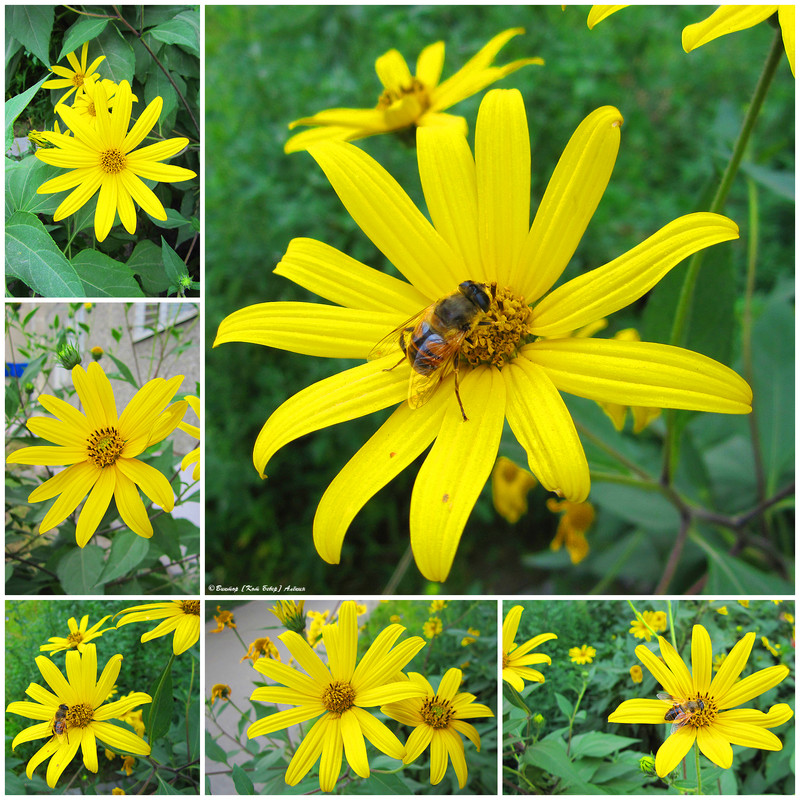 городские цветы 1640-12 копия