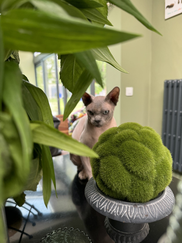 [Image: IMG-4832.jpg]