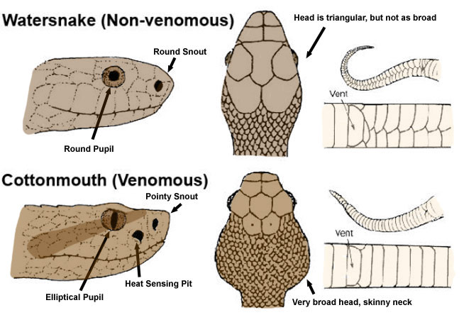 snake-removal.com