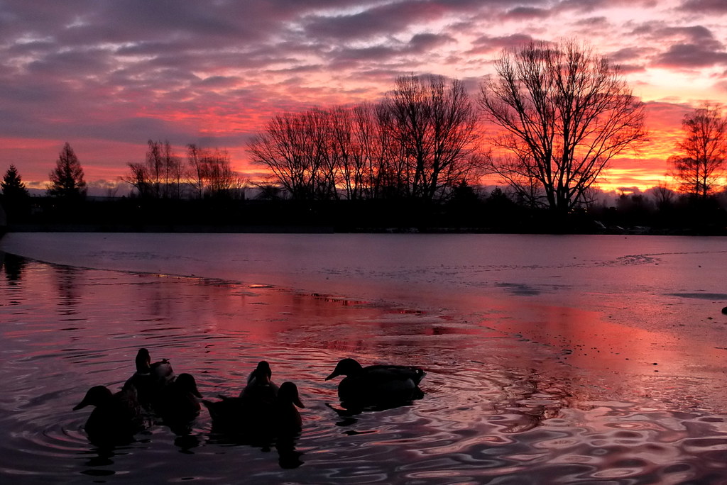 pink-ducks.jpg