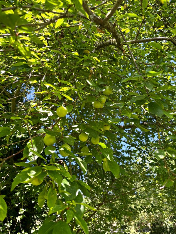 crab-apples.jpg