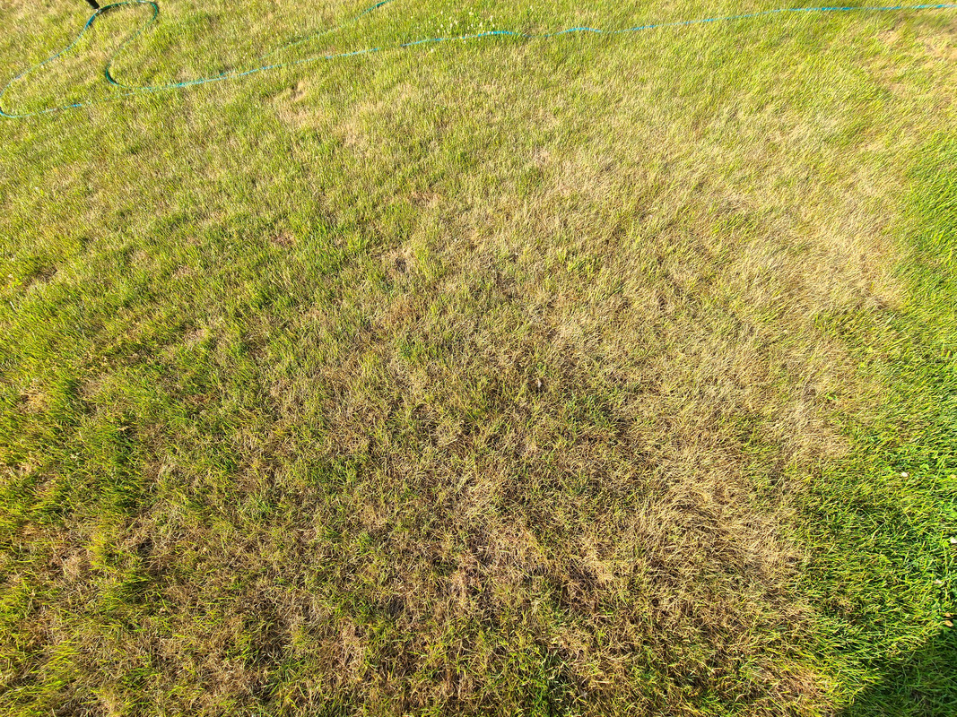 Drought recovery Lawn Care Forum