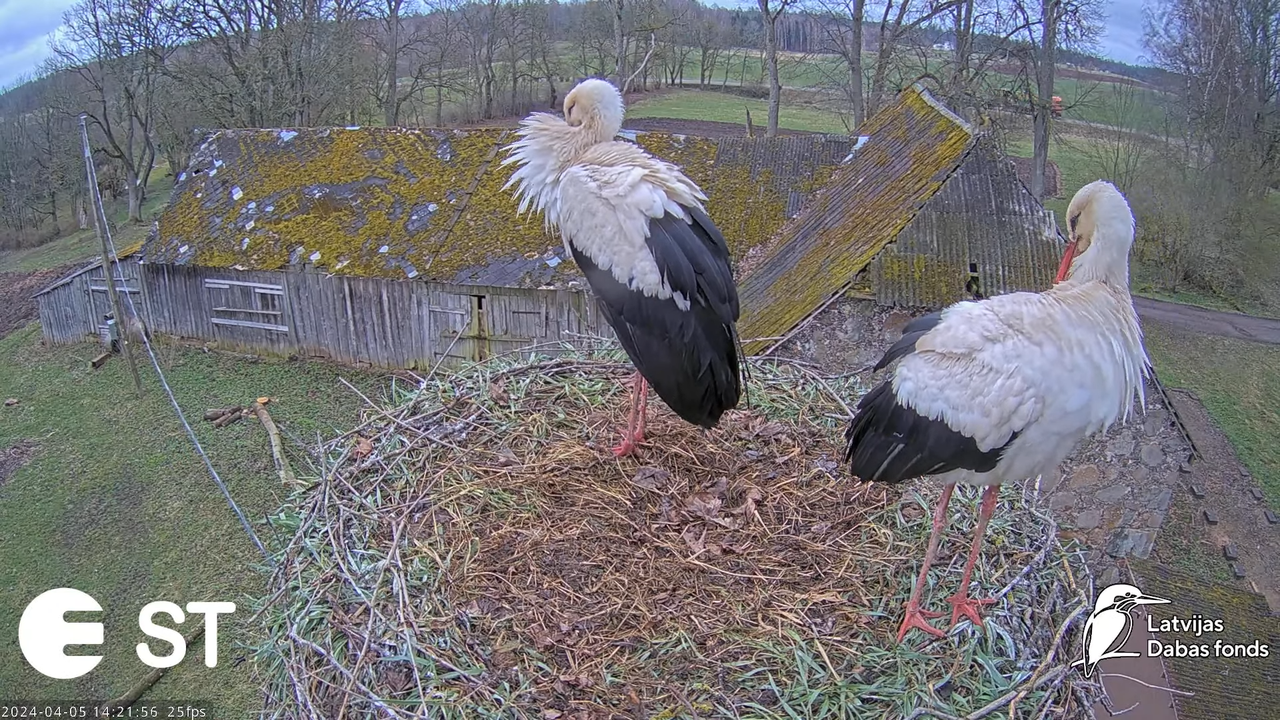 Baltie stārķi (Ciconia ciconia) Tukuma novadā - LDF tiešraide __ White storks in Tukums, Latvia 4-13