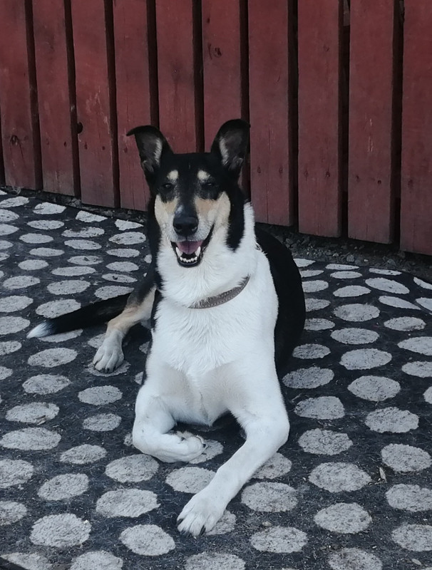 Sileäkarvainen collie, Sandcastle's Pink Is New Black