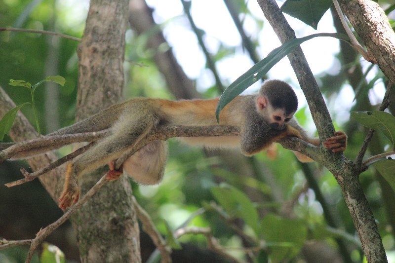 DE TORTUGAS Y PEREZOSOS. COSTA RICA 2019 - Blogs de Costa Rica - DIA 14: PARQUE DE MANUEL ANTONIO (20)