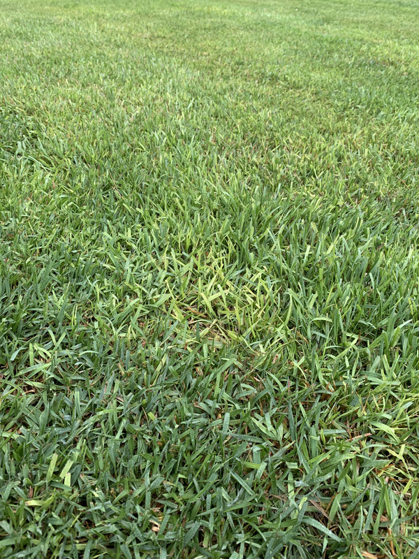 Yellow blades in 1 yr old Zenith Zoysia Lawn Care Forum