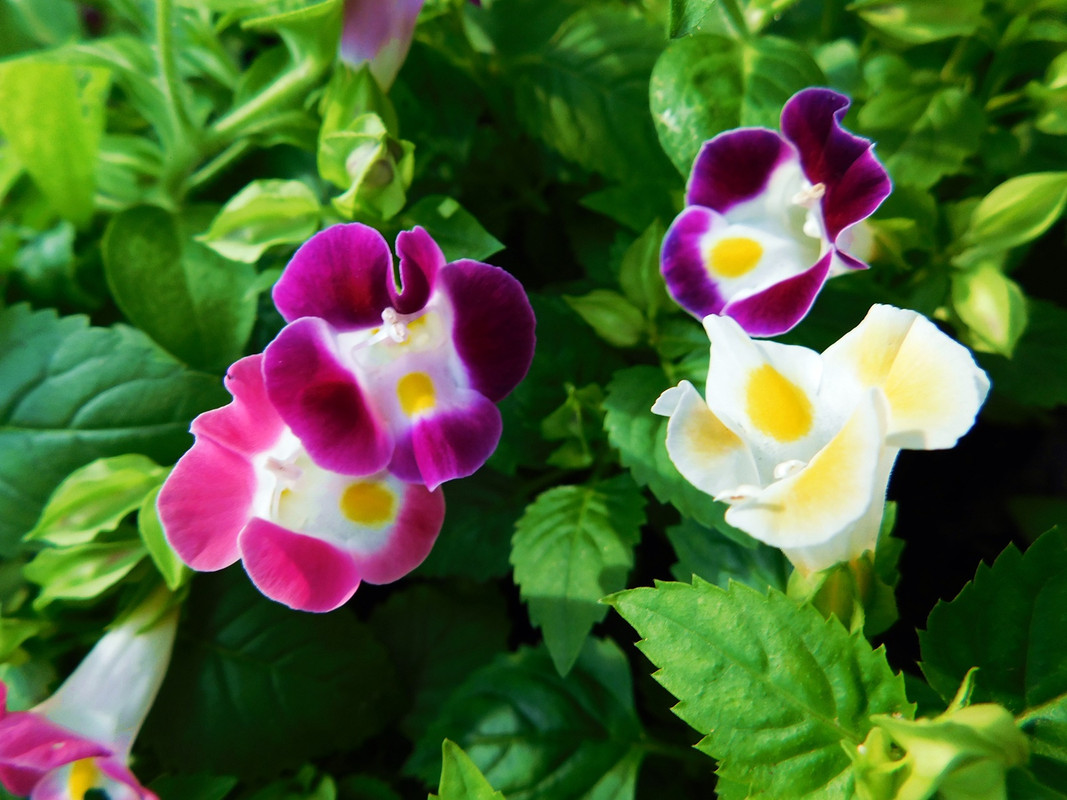 DSCN5683.jpg