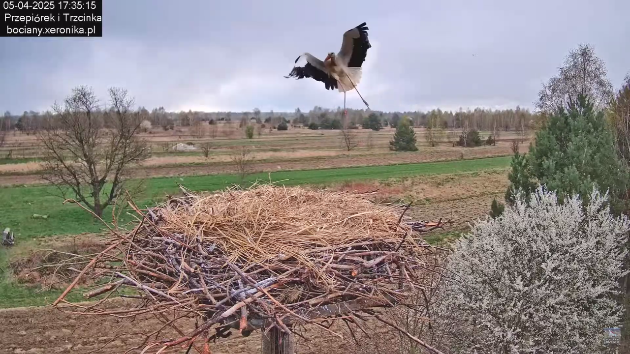 05042025paresekundwgniezdzie_35