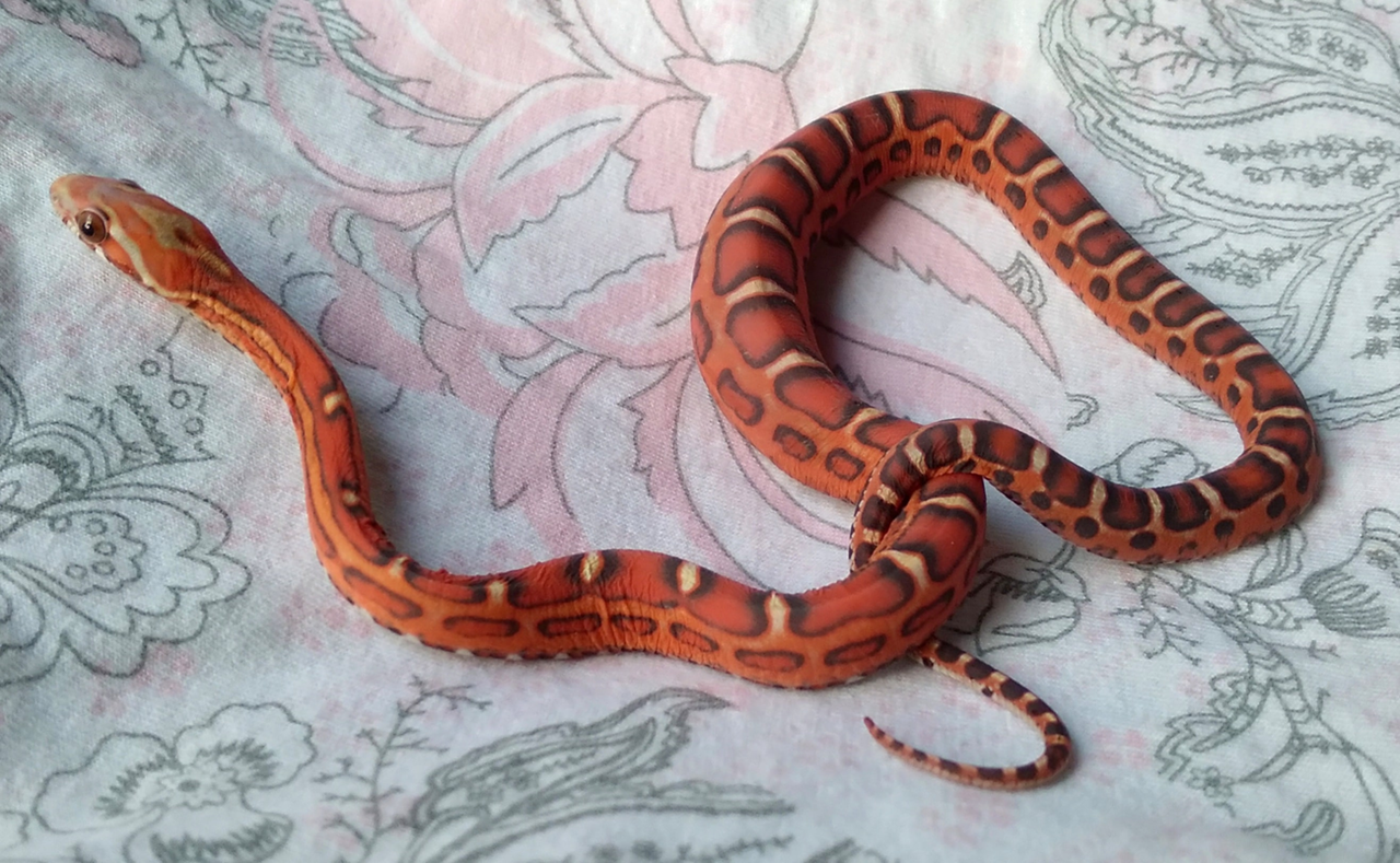 Scaleless-5.png
