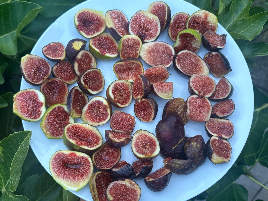 figs-298.jpg
