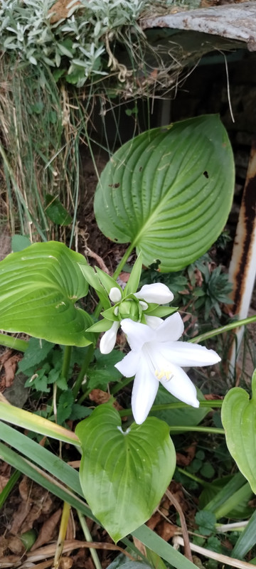 IMG-f74fccadc4b52f5caec8b0e0d6b1d1b1-V