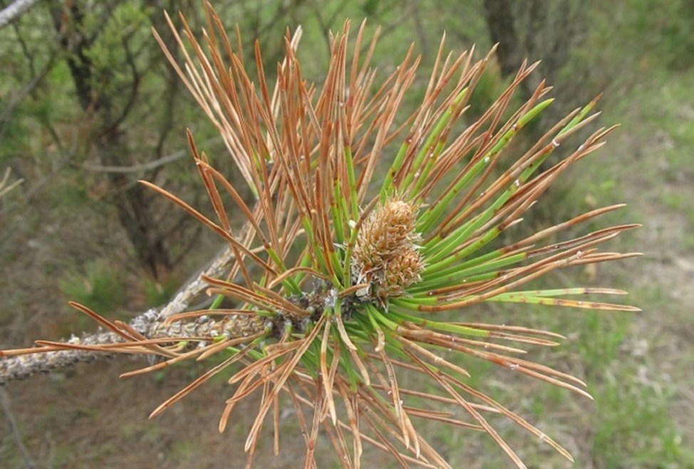 Пожелтение хвои на сосне