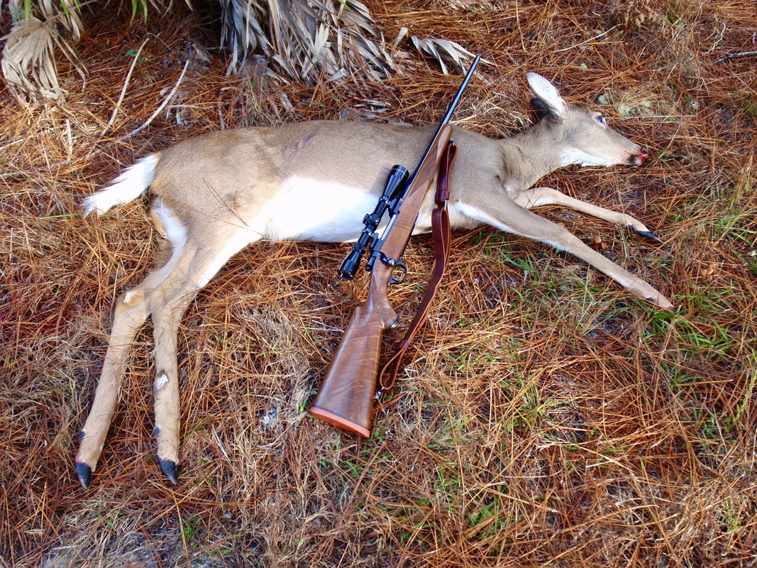 M77 1st doe