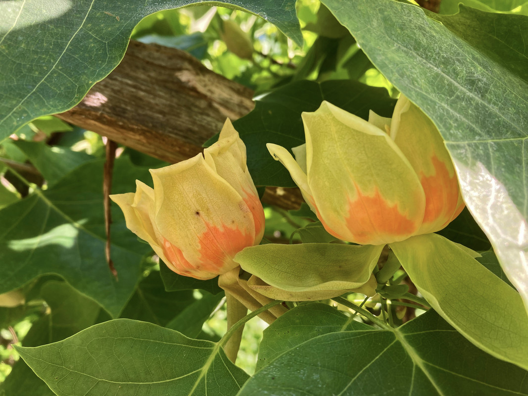 2024-05-20 Ghost Town Trail 28 - tulip poplar blossoms