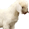  Lamb 