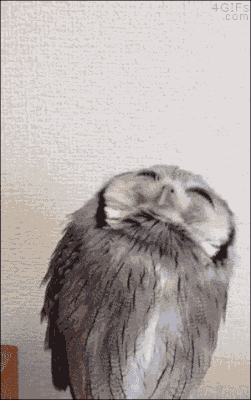 Owl0538c3c8141b01c0d6992ff64985f716.gif