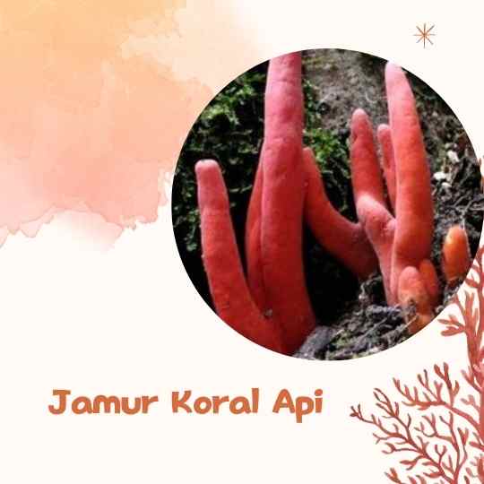 Jamur Koral Api