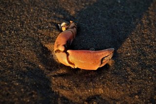 [Image: one-lost-leg-close-up-crab-sand-sunset-140828018.jpg]