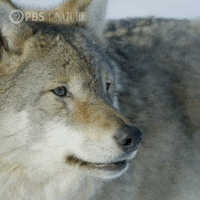 jax14.gif