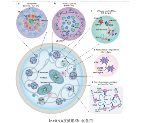 lncRNAs的基因调控及其生物学功能-7.png