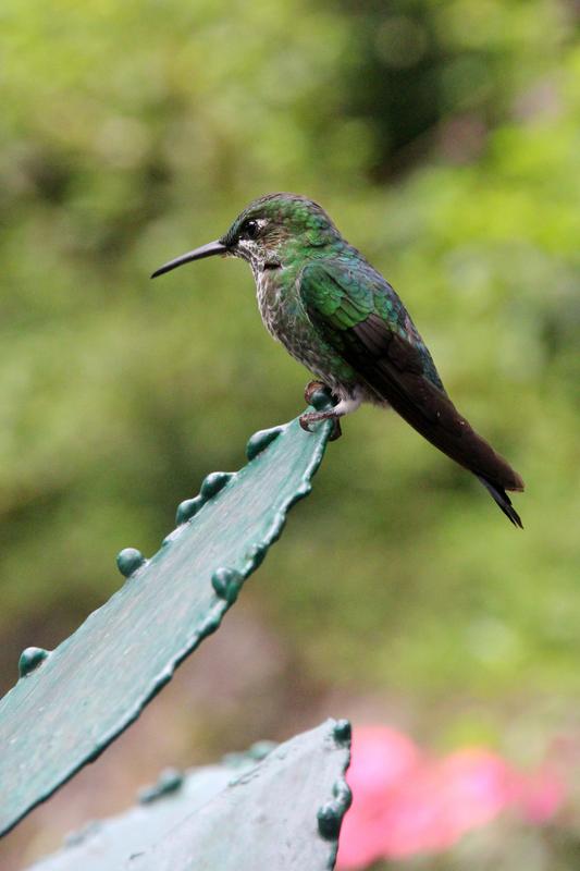 DE TORTUGAS Y PEREZOSOS. COSTA RICA 2019 - Blogs de Costa Rica - DIA 11: TIROLINAS EN MONTEVERDE Y TOUR NOCTURNO POR LA SELVA (30)