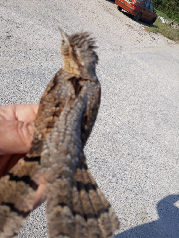 πουλι τρελη 028