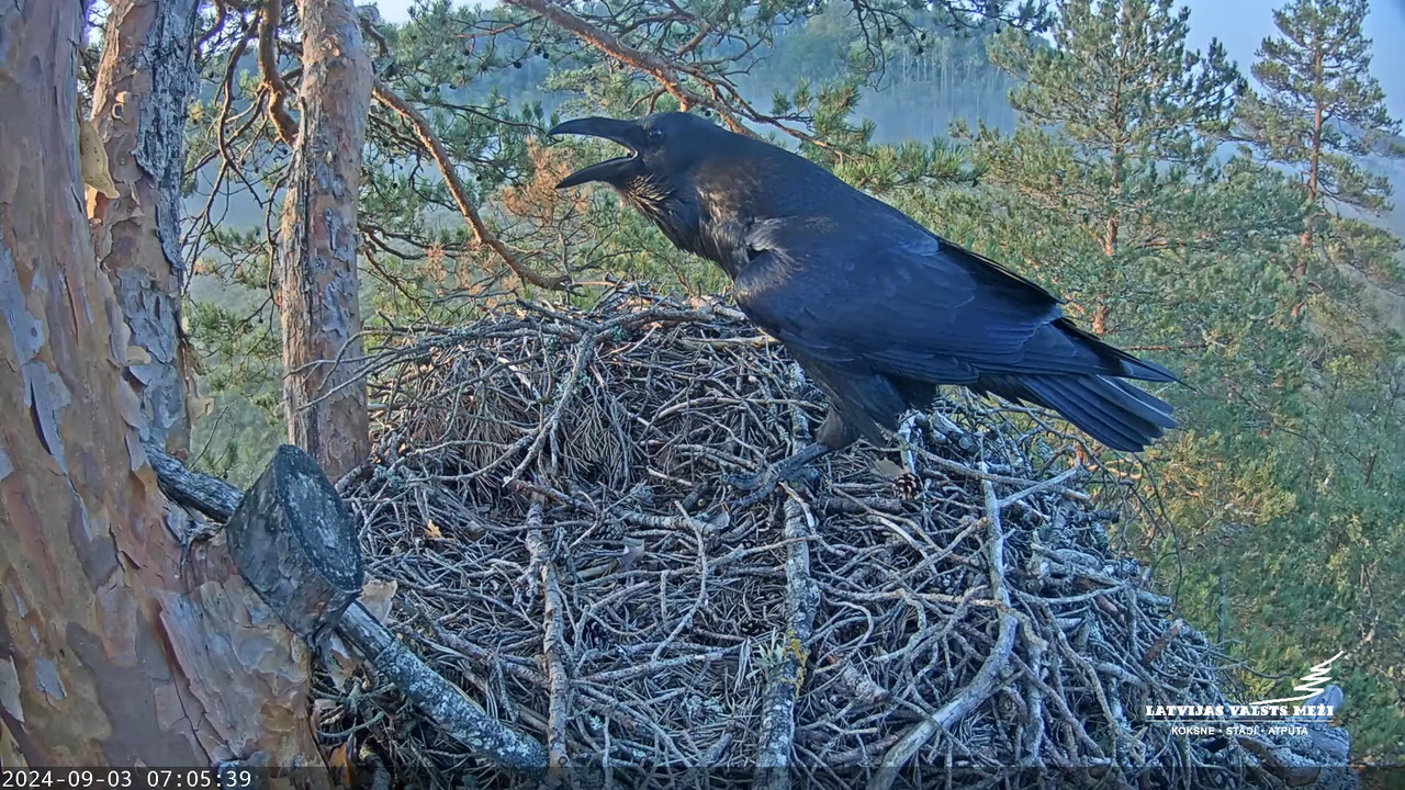 LVM Klinšu ērglis 2 -  Golden Eagle 2 8-13-24 screenshot