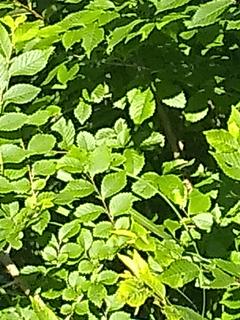 IMG_20190621_171751950