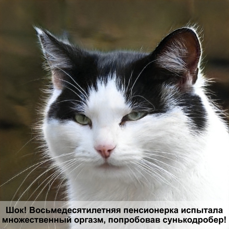 где у котов и кошек находится урчальник