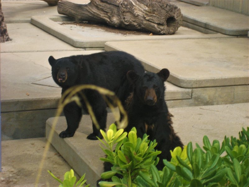 Paseando por España-1991/2015-Parte-1 - Blogs of Spain - ZOO DE MADRID-1992/2001/2006/2007-MADRID (26)