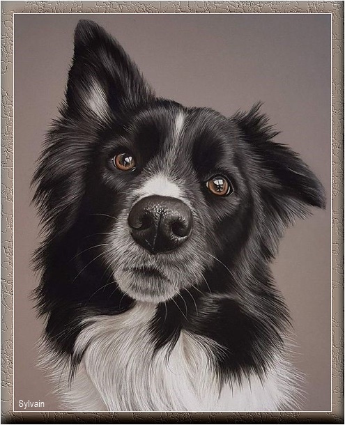BORDER-COLLIE