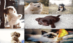 Captcha tk-Ahf-Lou-Xj-default.png