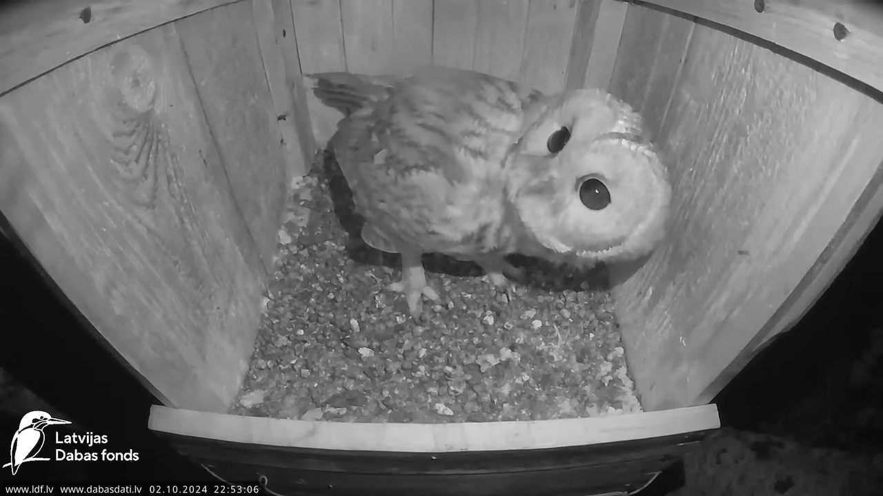 Lauku piekūns Skrīveru apkārtnē 6-49-4 screenshot