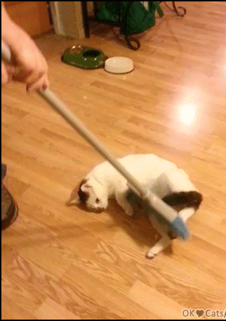Funny-Cat-GIF-Playful-Cat-likes-to-be-pushed-with-the-broom-hardwood-floors-haha-cat-gifs-com.gif